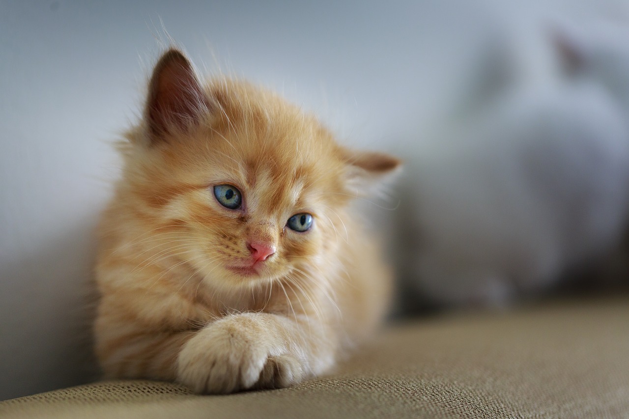 So viele Kittens wie möglich streicheln