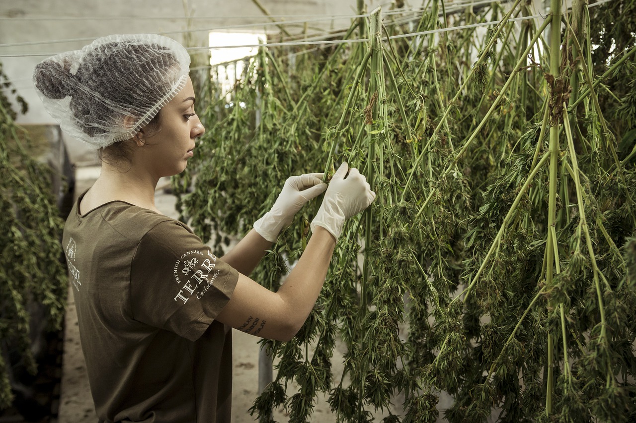 Hat man mit CBD Öl die gleichen Vorteile wie mit CBD Pflaster? Lassen Sie uns über die Vorteile der einzelnen Möglichkeiten sprechen