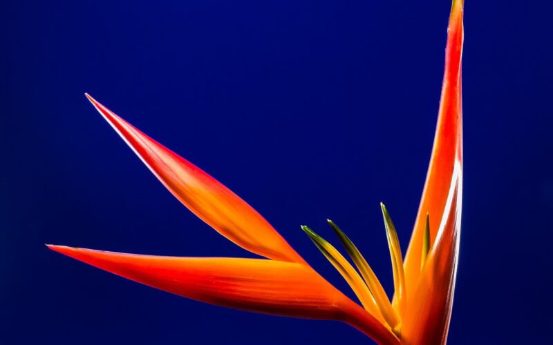 Wie sind die ergebnisse der anbaubedingungen für eine strelitzia nicolai auf die gesamtgröße des exemplars?