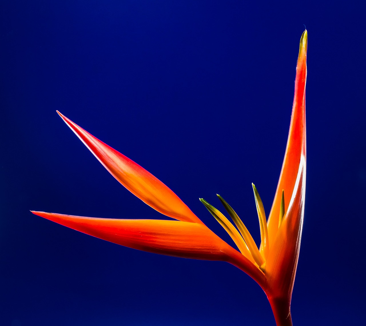 Wie sind die ergebnisse der anbaubedingungen für eine strelitzia nicolai auf die gesamtgröße des exemplars?